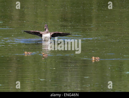 Female mandarin duck on the lake with chicks Stock Photo