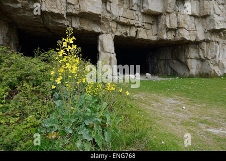 Wild Cabbage - Brassica oleracea, growing in Portland Stone Quarry Stock Photo