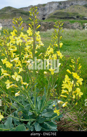 Wild Cabbage - Brassica oleracea, growing on Dorset sea cliffs. Stock Photo