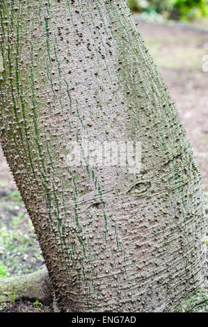 Villa Paterno, Sicily, Italy. Chorisia speciosa (floss silk tree, false kapok tree) growing in a botanical garden Stock Photo