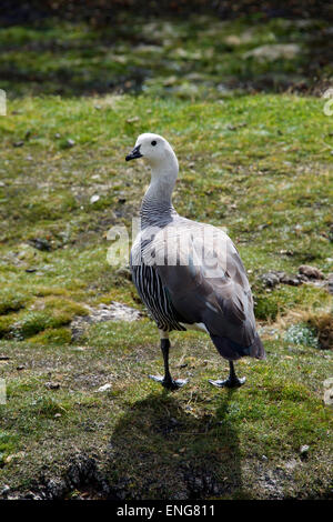 Male Upland Goose, Tierra del Fuego National Park, Ushuaia, Argentina