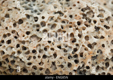 hole boring sponge sea creature making a mass of holes shelter in shell of European flat oyster clam shells or rotten backs Stock Photo