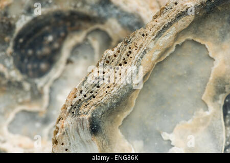 hole boring sponge sea creature making a mass of holes shelter in shell of European flat oyster clam shells or rotten backs Stock Photo