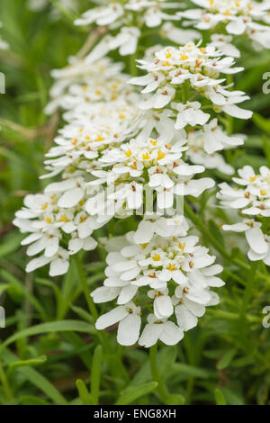 Wild candytuft with white fragrant flowers blooms on deep green evergreen foliage Stock Photo