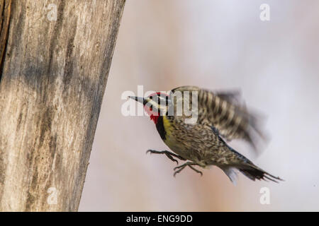 A male Yellow-bellied Sapsucker (Sphyrapicus varius) in flight. Stock Photo