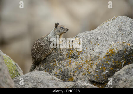 California ground squirrel (Otospermophilus beecheyi) on the rocks close to the coast of Monterey, California, USA Stock Photo