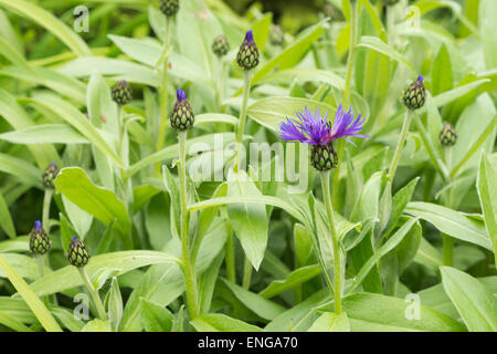 Healthy pretty corn flower bracket flower garden Stock Photo
