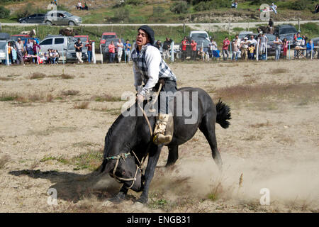 Gaucho riding a bucking bronco country rodeo Tierra del Fuego Argentina ...