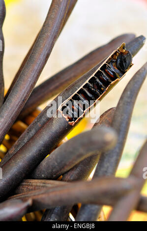 Golden Shower Tree, Cassia Fistula,  Fruit, Seed Stock Photo