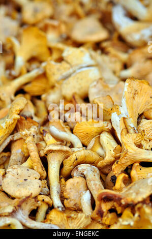 Finferli Mushrooms Stock Photo