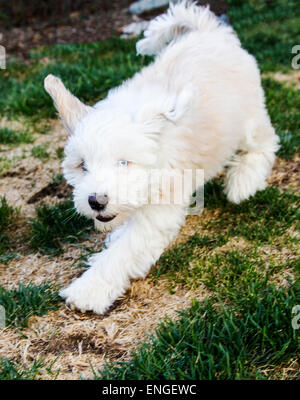 Tibetan terrier puppy playing in grassy garden Stock Photo