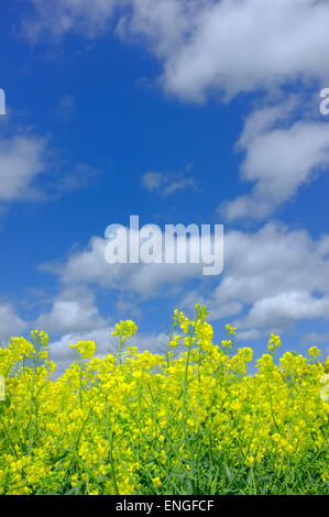 yellow rapeseed flowers against blue sky
