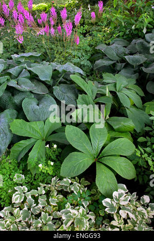 The flowering plants Rodgersia aesculifolia, Hosta sieboldiana and Astilbe Superba in flower garden Stock Photo