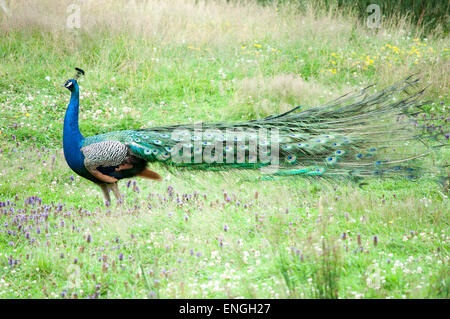 Peacock walking in a field with its tail closed Stock Photo