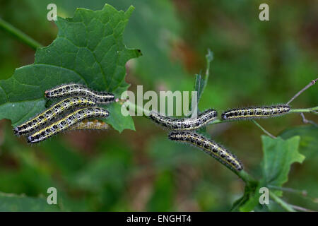 Caterpillars of large white butterfly (Pieris brassicae) eating leaf Stock Photo
