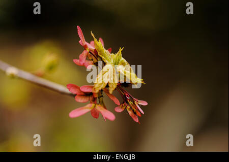 Acer rubrum October Glory. Close up showing winged seed pods. Stock Photo