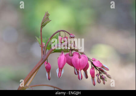 Dicentra spectabilis, bleeding heart. Stock Photo