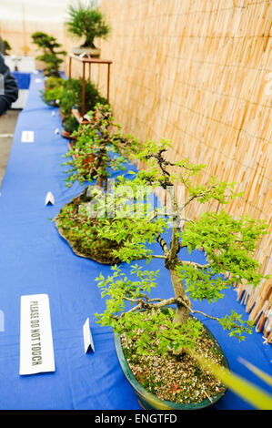 Bonsai on display at a horticultural competition Stock Photo