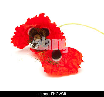 wilting red poppy isolated on white background, focus on the loose petal Stock Photo