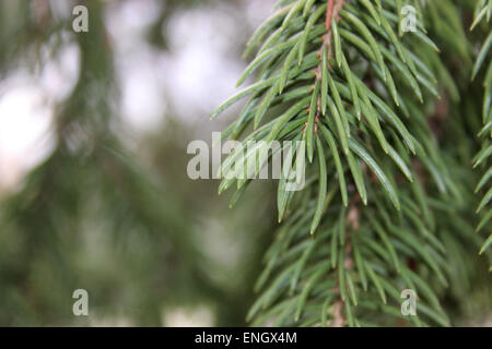 Detail leaves evergreen pine in a Canadian park with selective focus Stock Photo