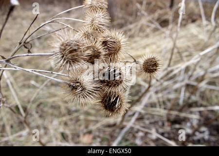 Detail of a thorny bouquet of flowers in a Canadian park Stock Photo