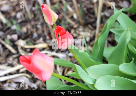 Detail of three buttons of red tulips in spring Canada Stock Photo