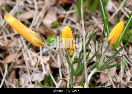 Detail of three yellow flowers born in a Canadian spring among dry leaves and branches Stock Photo