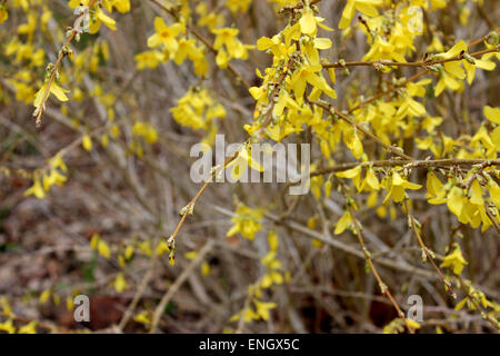 Detail of a yellow flowering bush in a spring in Canada Stock Photo