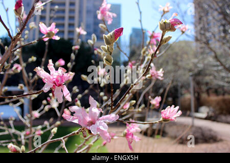 Detail of delicate wildflowers born in spring after a long Canadian winter Stock Photo