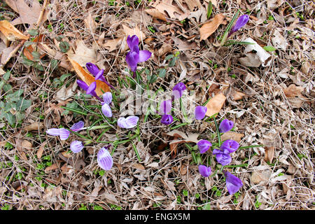 Colorful detail of the first wild flowers born in a Canadian spring after a long winter Stock Photo