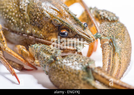 Live crayfish close up on a white background. Stock Photo