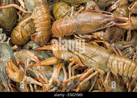 Background of the heap of live crawfish Stock Photo