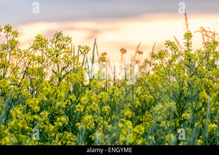 Yellow - green wildflowers. Euphorbia esula, commonly known as green spurge, leafy spurge, spurge, wolf's milk or wolf's-milk. Stock Photo