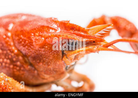 Fresh boiled crawfish on white isolated background Stock Photo