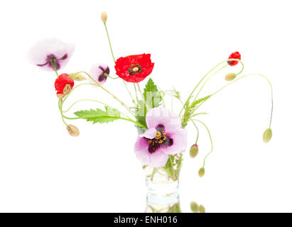 red and pink poppies isolated on white Stock Photo