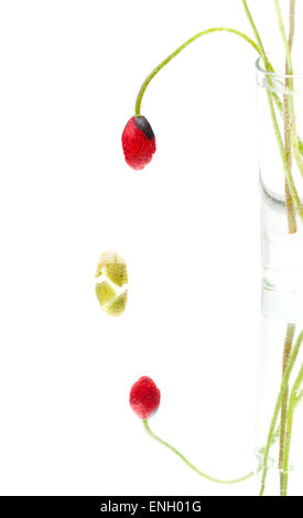 poppy flowers isolated on white background Stock Photo