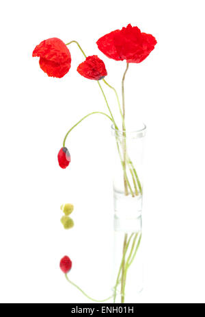 red poppies isolated on white Stock Photo
