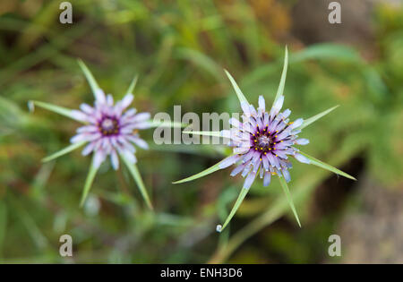 Flora of Gran Canaria - Tragopogon porrifolius, purple salsify flowers in Caldera de Tejeda Stock Photo