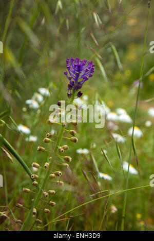 Flora of Gran Canaria - Leopoldia comosa, Tassel Hyacinth flowers in Caldera de Tejeda Stock Photo