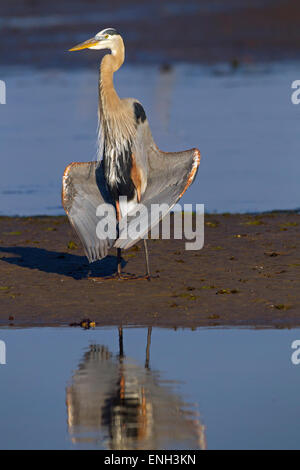 Great Blue Heron Ardea herodias drying wings in lagoon Stock Photo