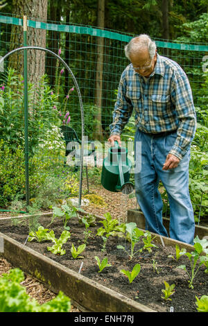 Retired man hand watering his lettuce starts in Issaquah, Washington, USA Stock Photo