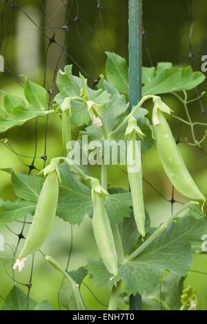 Sugar snap peas, or snow peas, on a garden netting trellis strung between poles in Issaquah Washington, USA Stock Photo