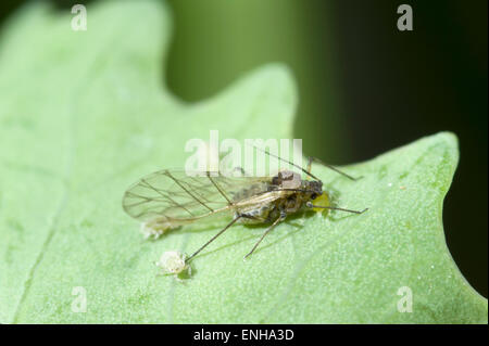 Cabbage aphids on broccoli Stock Photo