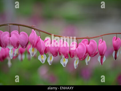 Bleeding heart flowers close up Lamprocapnos Dicentra spectabilis Stock Photo