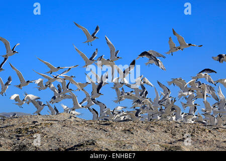 Greater Crested Terns (Thalasseus bergii), flock in flight, Boulders Beach, Simonstown, Western Cape, South Africa Stock Photo