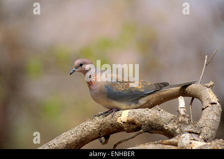 Laughing dove (Streptopelia senegalensis), adult, perched on tree, Kruger National Park, South Africa Stock Photo