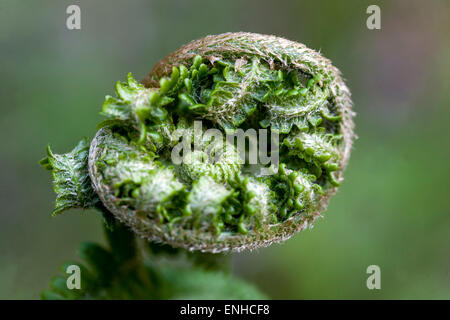 Fern leaf, Dryopteris filix-mas, Fern leaf just about to unfurl Stock Photo