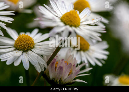 Common daisies, Bellis perennis close up perennial blossoms Stock Photo