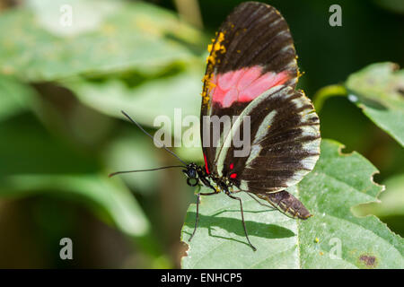 Heliconius besckei tropical butterfly in the butterfly house on the island of Mainau, Baden-Württemberg, Germany Stock Photo