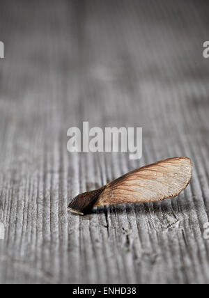 Maple seeds (Acer sp.) on a weathered wooden board Stock Photo